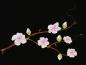 Mobile Preview: Kissenhülle weiße Kirschblüte bestickt Baumwolle Farbauswahl Größenauswahl